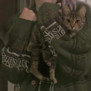🐈