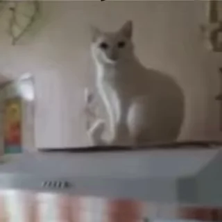 🐈