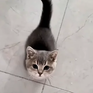 🐈