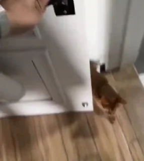 🙀