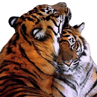 👩‍❤️‍👨