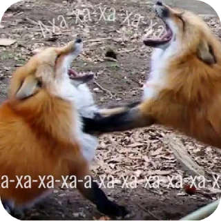 🦊