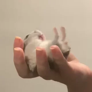 🐭