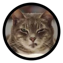 Funny Cats (@Saratov64_chat)