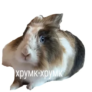 🥕