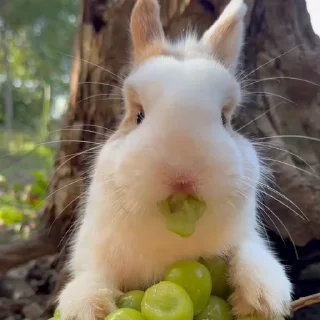 🤩