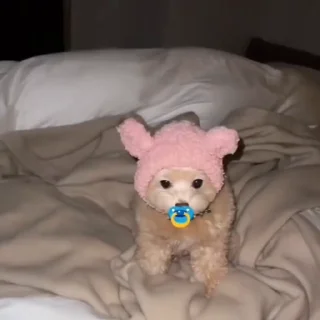 🐩