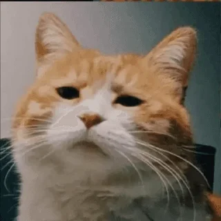 🐱