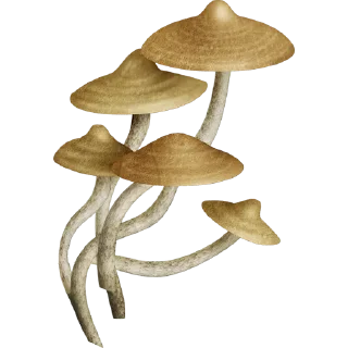 🍄