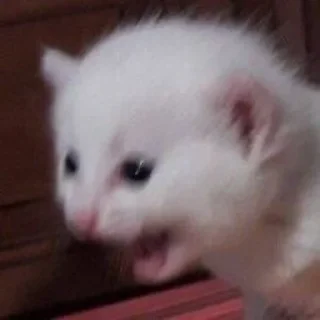 🙀