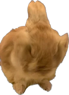 🐰