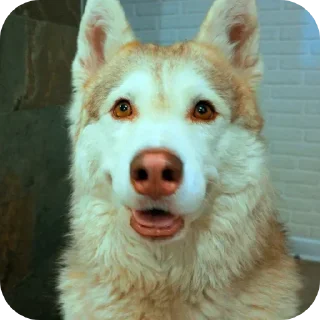 🐶