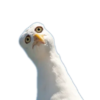 🐦