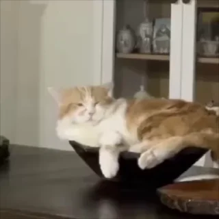 😴