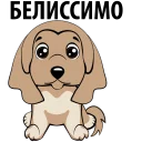 🐶
