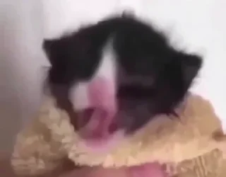 🐱
