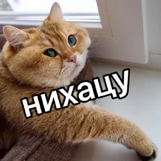 🐈