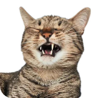 🐱