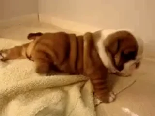 🐶
