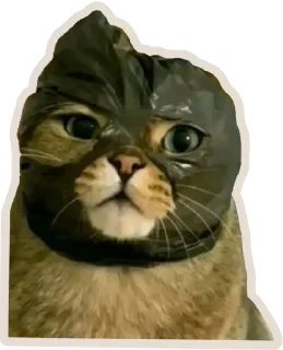 🐈