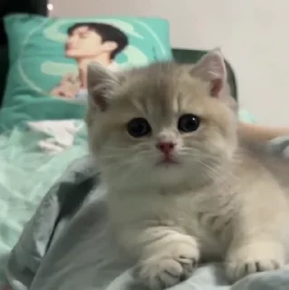 🐱