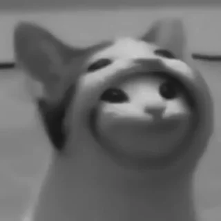 🐈‍⬛️