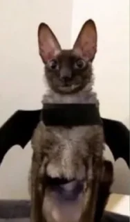 😮‍💨