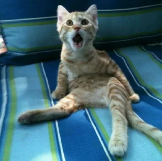 😺