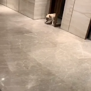 🐩