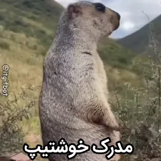 🦫