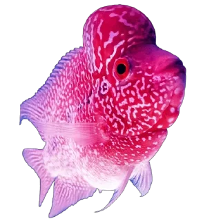 💘