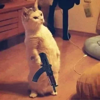 🐈
