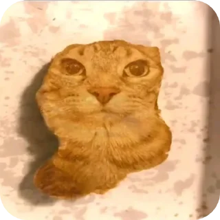 🐱