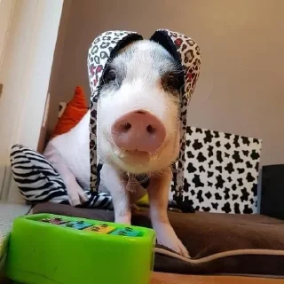 🐷