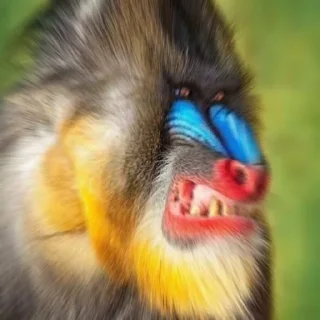 😡
