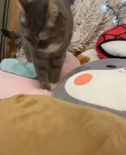 🌟