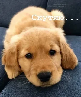 🥺