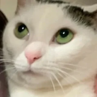 🥺