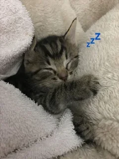💤