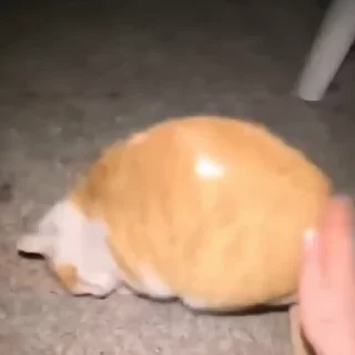Котейки @stickroom
