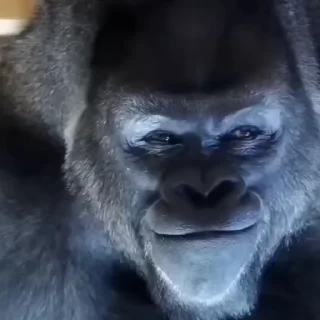🦍