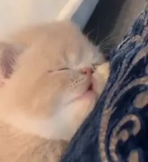 💤