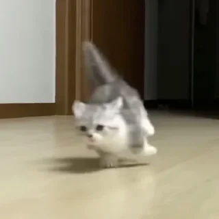 🏎