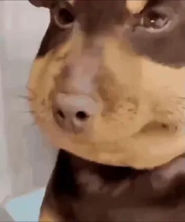 🤩
