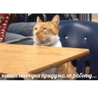 😺