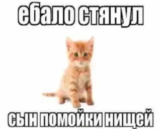 🐈