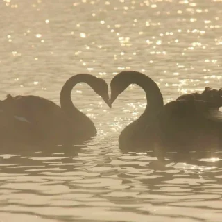 🦢
