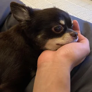 🐩