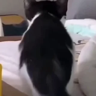 🐈‍⬛️