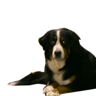 🐶